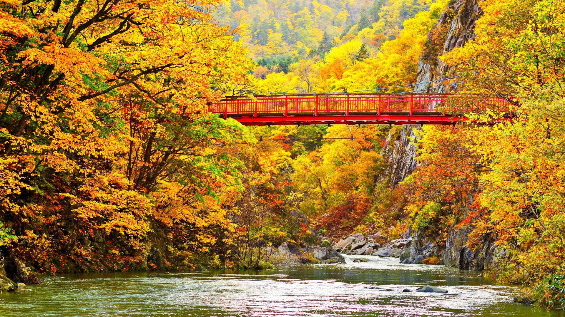 【星楓紅葉北海道全覽７日】黑岳紅葉纜車、楓紅美術館、賞楓名園、銀杏大道、星空夜景、螃蟹溫泉[含稅簽]