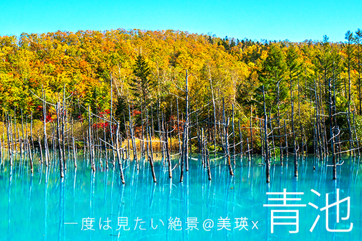 北海道小資網美輕旅行5日 | 夢幻美瑛青池、浪漫富良野、可愛羊駝、森林精靈露台、歐風小樽