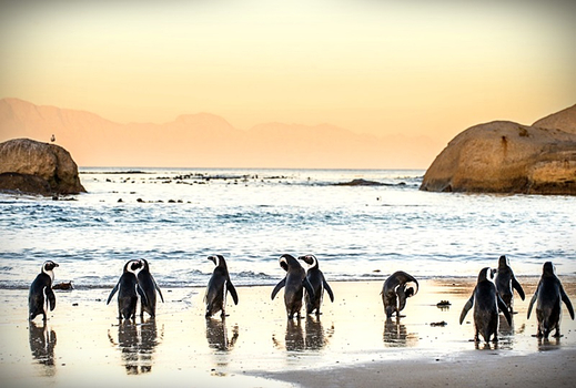 春季揪團省♯精彩南非、花園大道全覽12天