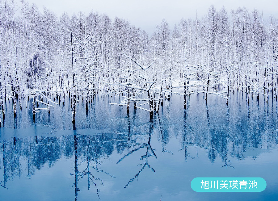 【限時限量】藍色奇蹟北海道5日.萌爆企鵝.熊牧場.藍色奇蹟青池.小樽酒廠見學.洞爺彩燈隧道.敘敘苑燒肉.雙溫泉