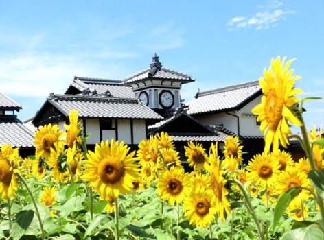 日本遊賞♯【四國夏之旅】絕景紫陽花．雲頂山公園x空中纜車．野良向日葵花海．大步危遊船．土佐和紙體驗．燒肉吃到飽．升等道後溫泉4天