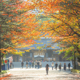 北海道幸福選雙溫泉5日(函函)| 北大銀杏.波波草.平岡紅葉隧道.雙湖絕景.小樽浪漫.函館百萬夜景.雙溫泉