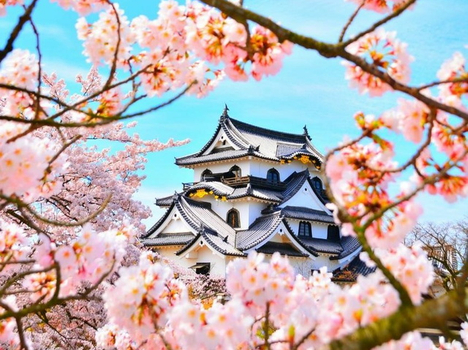 預約粉紅櫻花海♯春櫻北陸~櫻花百選 飛驒小京都 雙溫泉5日(小松/小松)白川鄉合掌村.庄川峽遊船.兼六園.彥根城.長良川