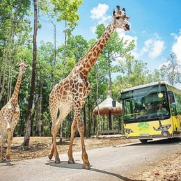 【享樂富國島】香島跨海纜車．南島出海巡遊．珍珠野生動物園．富國島大世界不夜城．竹筒船6天|越捷直飛免簽證無自理餐.無購物
