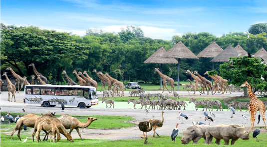 賽佛瑞野生動物園遊園之旅