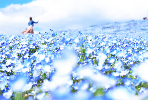 花現紫藤♯花見紫藤花瀑~夢幻足利紫藤．芝櫻之丘．海濱粉蝶花．雙溫泉五日