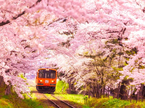 新春開運送紅包♯【東北櫻旅情】八幡平雪之迴廊．弘前城櫻吹雪．北上展勝地．津輕櫻花鐵道．奧入瀨溪．螃蟹吃到飽．升等雙溫泉 5天