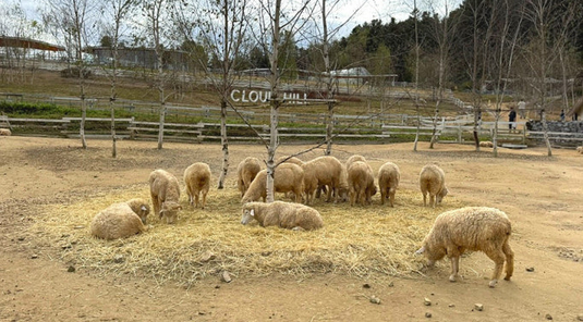 韓國揪好玩5天.樂天世界、羊駝牧場餵動物、松月洞童話村(一站彩妝)★台中出發