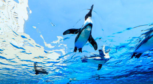 【東京】陽光水族館門票