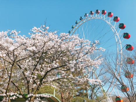【春假四連休.親子首爾賞櫻5日】不進蔘肝、愛寶樂園櫻花季、景福宮韓服賞櫻、良才川十里櫻花道、最大級水族館美人魚秀、櫻花樹下鐵道自行車