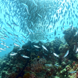 宿霧蔚藍海洋5天~墨寶魚群海龜悠游秘境、歐斯陸海洋巨人夢幻邂逅、純淨海域忘憂跳島、慢活資生堂島、宿霧購物廣場