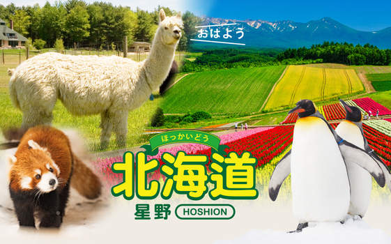 跟團即食行樂♯北海道星野5日-星野OMO7、旭山動物園、野生熊牧場+遊園巴士、四季彩の丘、卡哇伊草泥馬、美瑛白金青池、螃蟹吃到飽