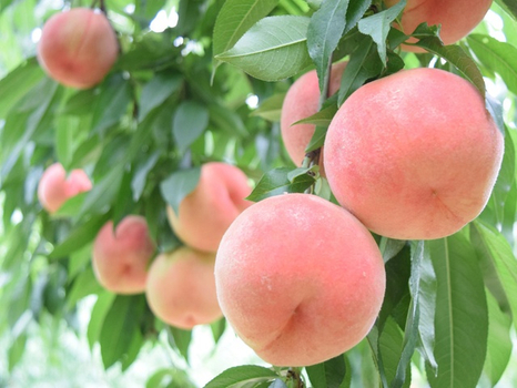 親子同樂會♯關西FUN暑假~水蜜桃吃到飽.環球影城5日可愛貓咪站長.嵐山渡月橋.燒肉食放題