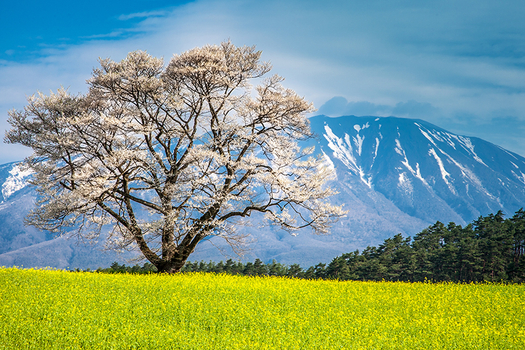 【賞櫻聖地巡禮東北５日】草莓採果樂、賞櫻巡禮角館、北上展地、弘前城、小岩井農場、蘋果工坊[含稅]