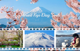 富士山五合目賞花打卡一日遊|五合目&忍野八海&山中湖喂天鵝&河口湖大石公園(可選中英文服務)