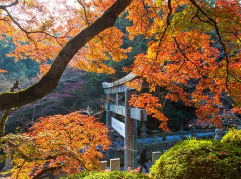 【四國星旅行】升等道後溫泉.仁淀川屋形船.炙燒鰹魚體驗x海賊燒B.B.Q.西島水果花園.海上鳥居.司牡丹酒造.高知城4天