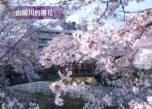 北陸賞櫻百選高山溫泉4日.長良川花見鐵道.最美合掌村.郡上八幡舞蹈.山崎川櫻花.國寶犬山城.飛驒牛