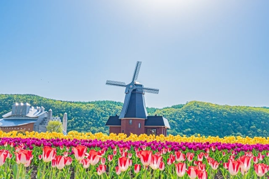 花語享趣北海道6日-東藻琴芝櫻、上湧別鬱金香、登別尼克斯、網走流冰館、狐狸村、浪漫小樽、洞爺花火