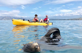 Kaikoura皮划艇觀賞海豹體驗
