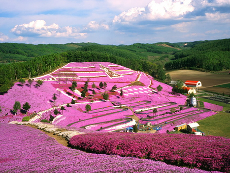 跟團即食行樂♯北海道道東花戀舞語5日(千歲/千歲)藻琴山芝櫻.上湧別鬱金香.油菜花田.精靈露台.美瑛青池.三蟹