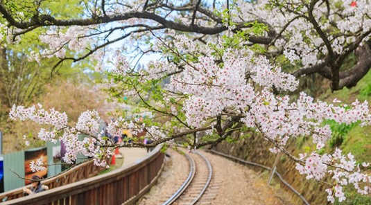 【2026台灣燈會】阿里山小火車．櫻花季2日遊