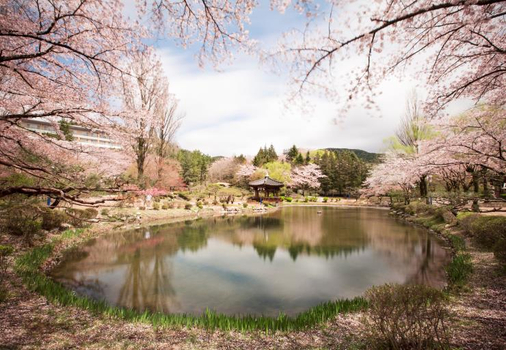 粉紅櫻花餘位搶♯釜山慶州櫻花５天～大凌苑、迎月路、普門湖觀光、樂天世界、海雲台列車《華航》