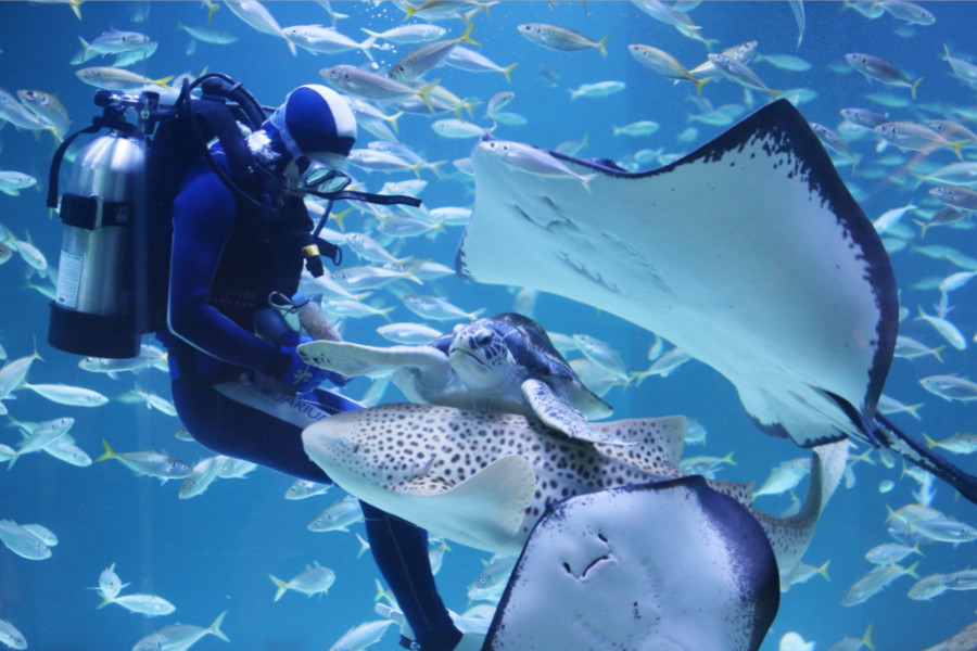 【韓國限量12888元】夢幻水族館.韓服遊古宮.秘境植物園.塗鴉秀5日(BR160)