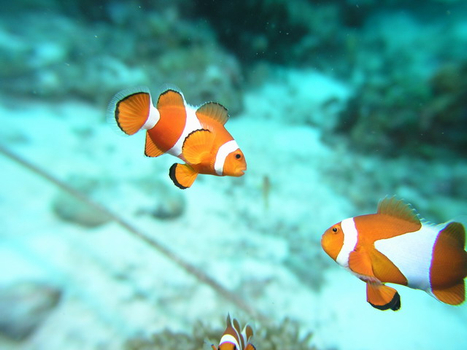 跟團即食行樂♯帛琉好好玩～FUN輕鬆自由行五天【中華航空】