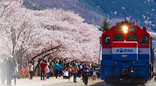 釜鎮櫻紛飛~慶和火車站.余佐川羅曼史橋.三樂生態公園 5天