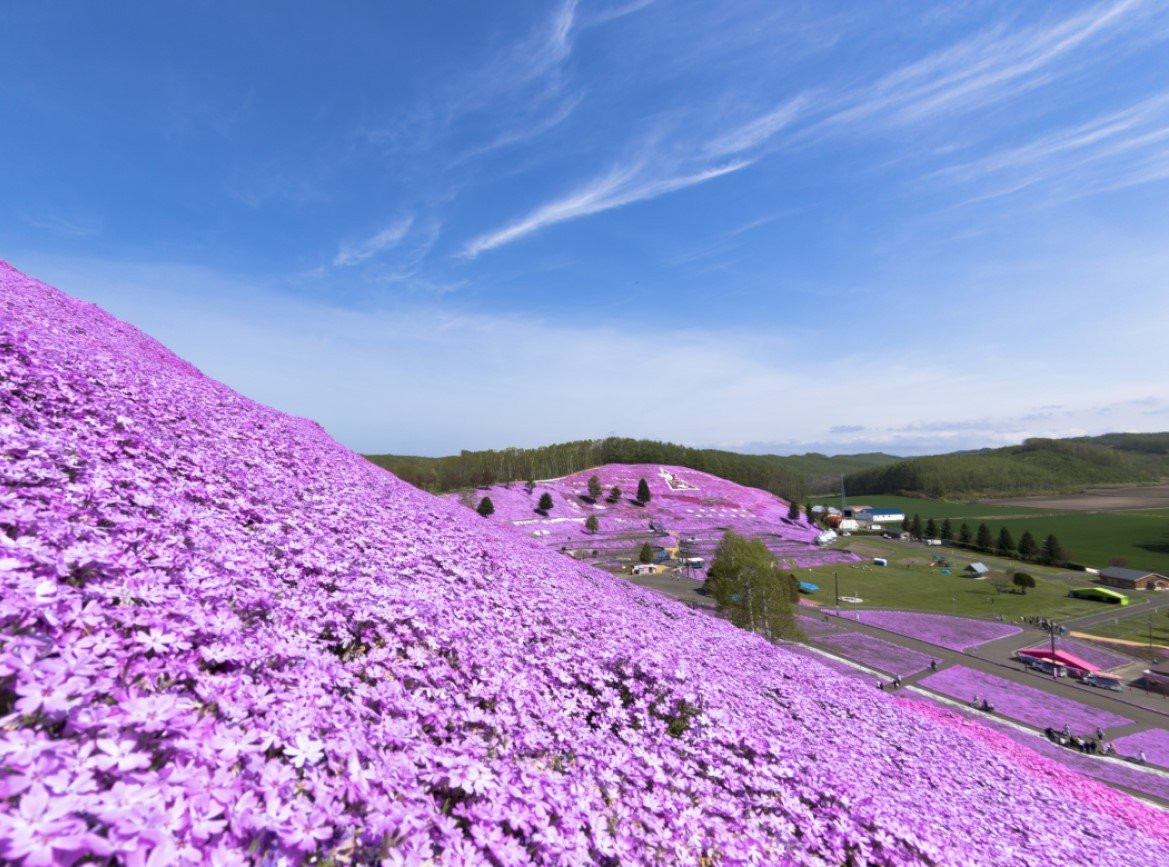 夏日即食行樂♯【北海道芝櫻祭】十勝夢幻熱氣球.粉紅鳥居.上湧別鬱金香.釧路慢車號.網走刑務所.小樽運河.和牛x三大蟹放題.三溫泉5天