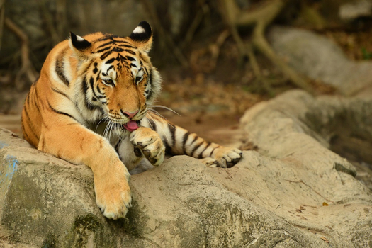 暑假餘位揪團省♯《無購物》愛戀曼芭5日-國際五星+賽佛瑞動物園+粉紅沙灘+海天盛宴-長榮