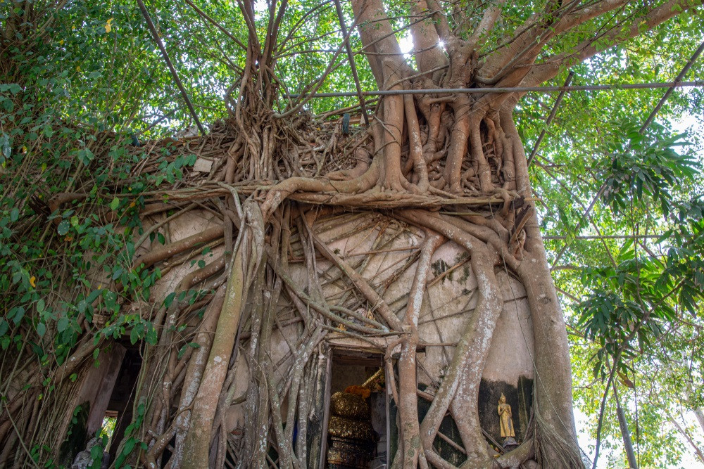 樹中佛寺旅遊指南| 熱門景點資訊、交通地圖| ezTravel易遊網