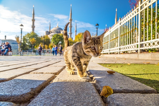 年終揪團特賣♯購物節》特選土耳其旅遊12日｜送1晚杜拜、早鳥熱氣球｜登雙觀景台、雙鄂圖曼小鎮、米推餐、6大世界文化遺產