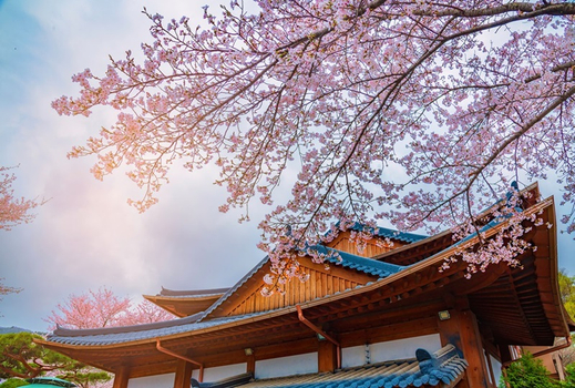 預約粉紅櫻花季♯韓亞櫻紛飛~雪嶽山南怡島、汝矣櫻花隧道、鏡浦臺櫻花節、兩晚五星飯店五日