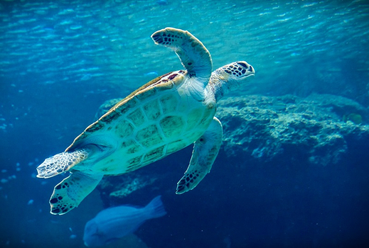 易起FUN寒假♯兒童最高折一萬|親子遊沖繩.採海葡萄.恐龍侏儸紀.琉球文化.系滿魚市.海豚表演.好禮多重送四日|連泊３晚A級市區飯店