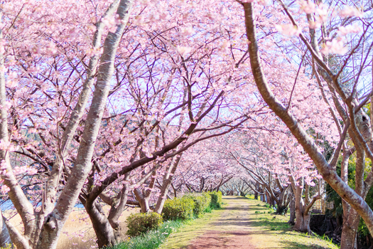 春節獨家限時省♯ZIPAIR．五星春遊富士伊豆物語4日｜伊豆河津櫻、河口湖全景纜車、熱海梅園、十国峠展望台、可愛水豚君