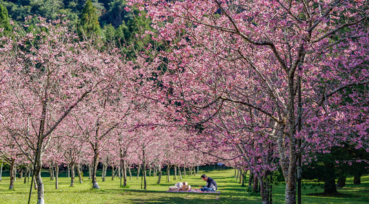櫻花季九族+福壽山+合歡山夕陽青青草原豐富3天
