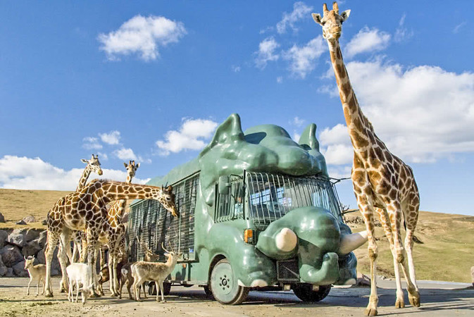 親子樂園》【雄熊遇見你】九州溫泉雙鐵道5日-由布院之森、自然動物園、柳川遊船、萌熊電車、長腳蟹暢食| ezTravel易遊網