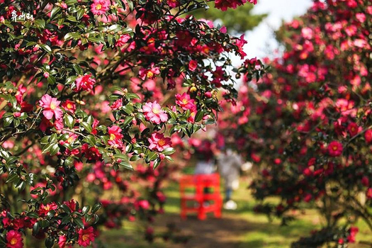 瘋玩濟州~KITTY樂園.最大植物園咖啡.韓服遊民俗村.山茶花之丘5日(一站彩妝)