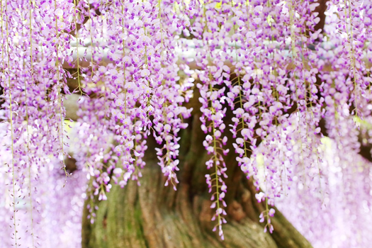 易遊x星宇紫愛九州5日．夢幻紫藤花季．海濱粉蝶花．神話高千穂峡．懷舊門司港．湯布院．柳川搖船．雙溫泉