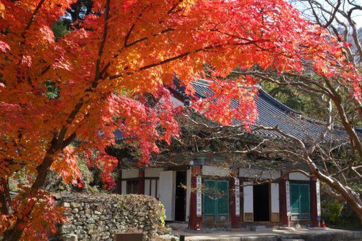 安妞韓楓易起遊首爾五日(只進彩妝)浪漫南怡島遊船 世界遺產麻古寺 雞龍山楓紅秘境 曲橋川黃金銀杏隧道