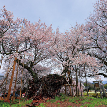 粉紅櫻花餘位搶♯【櫻花富士輕井澤漫遊５日】賞櫻百選、山高神代櫻、Laview列車、敘敘苑燒肉、螃蟹吃到飽[含稅]