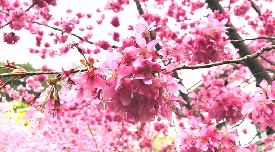 台中．泰安派出所賞櫻+大甲鎮瀾宮半日遊