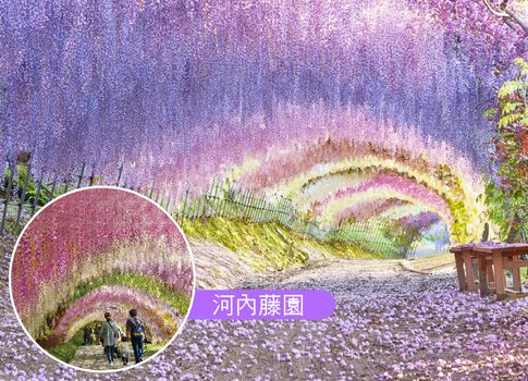 蔚藍九州5日.掏金體驗.萌熊電車.久住花卉.湯布院小鎮.英彥山斜坡車.阿蘇草千里.燒肉吃到飽