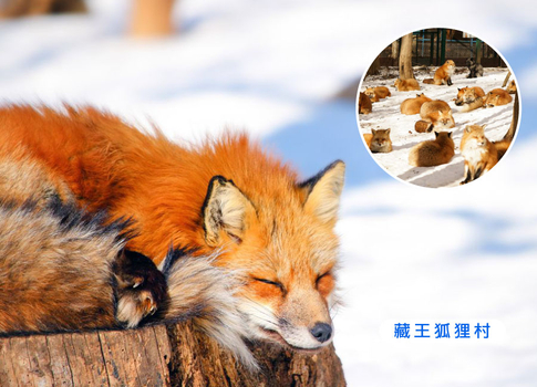 新春開運送紅包♯【獨家企劃】東北雙溫泉5日.採果樂.藍寶石水族館.煤炭化石.國寶白水阿彌陀堂.爆萌狐狸.松島遊船.清酒見學.懷石料理