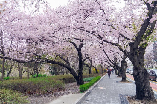 【首爾櫻花戀】二晚市區.汝矣島櫻花大道.愛寶樂園花海.單軌列車5日(一站彩妝)