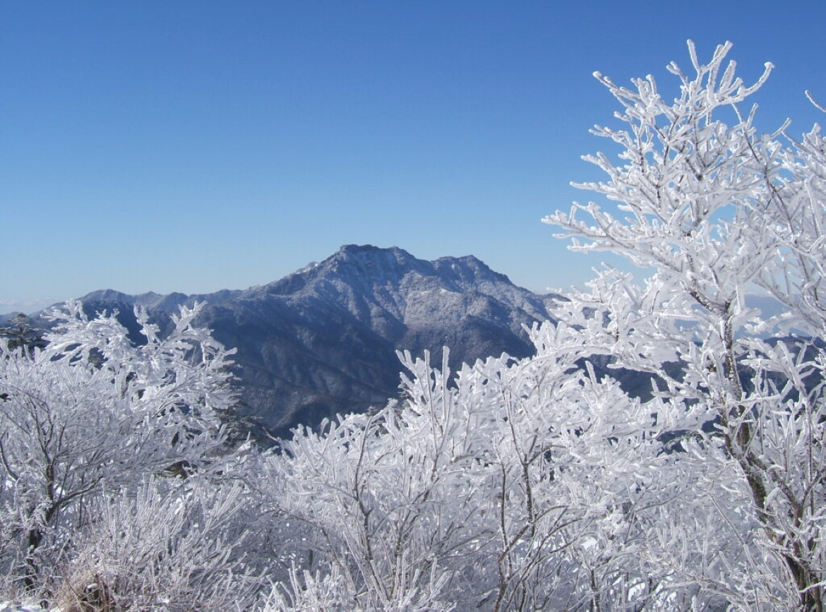 預購特惠【冬趣四國】石鎚山霧冰ｘ戲雪趣．鰹魚炙燒體驗．佐川町散策．神隱少女湯屋．金刀比羅宮．採草莓吃到飽．溫泉饗宴4天