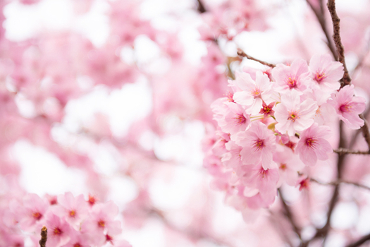 新春開運送紅包♯櫻木花道．九州春之饗宴雙溫泉5日 |祐德稻荷神社,春艷御船山,湯布院童話小鎮,熊本城,湧湧座,太宰府天滿宮,竹崎現烤海鮮餐