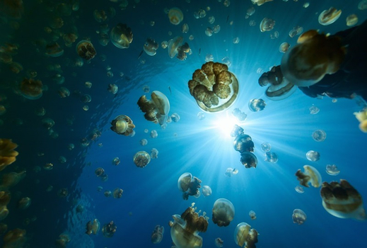 易起FUN寒假♯帛琉 愛萊森林度假村 AIRAI FOREST VILLA 海洋帛覽會 4天(2人成行)