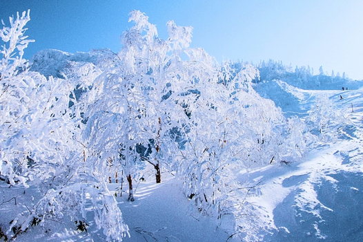 易起FUN寒假♯東北天空雪怪之路‧藏王樹冰+世界最大‧雪中狐狸樂園藏王狐狸村三晚溫泉六日(星宇)